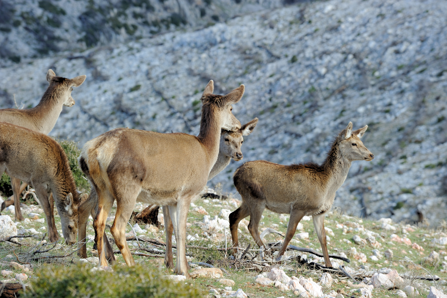 Deer in Mount Parnitha National Park near Athens