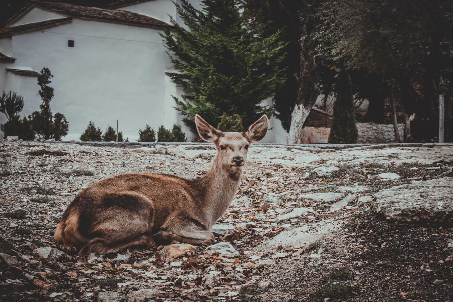 Deer resting in Mount Parnitha National Park near Athens