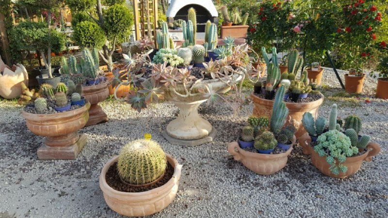 piante cactus per giardini