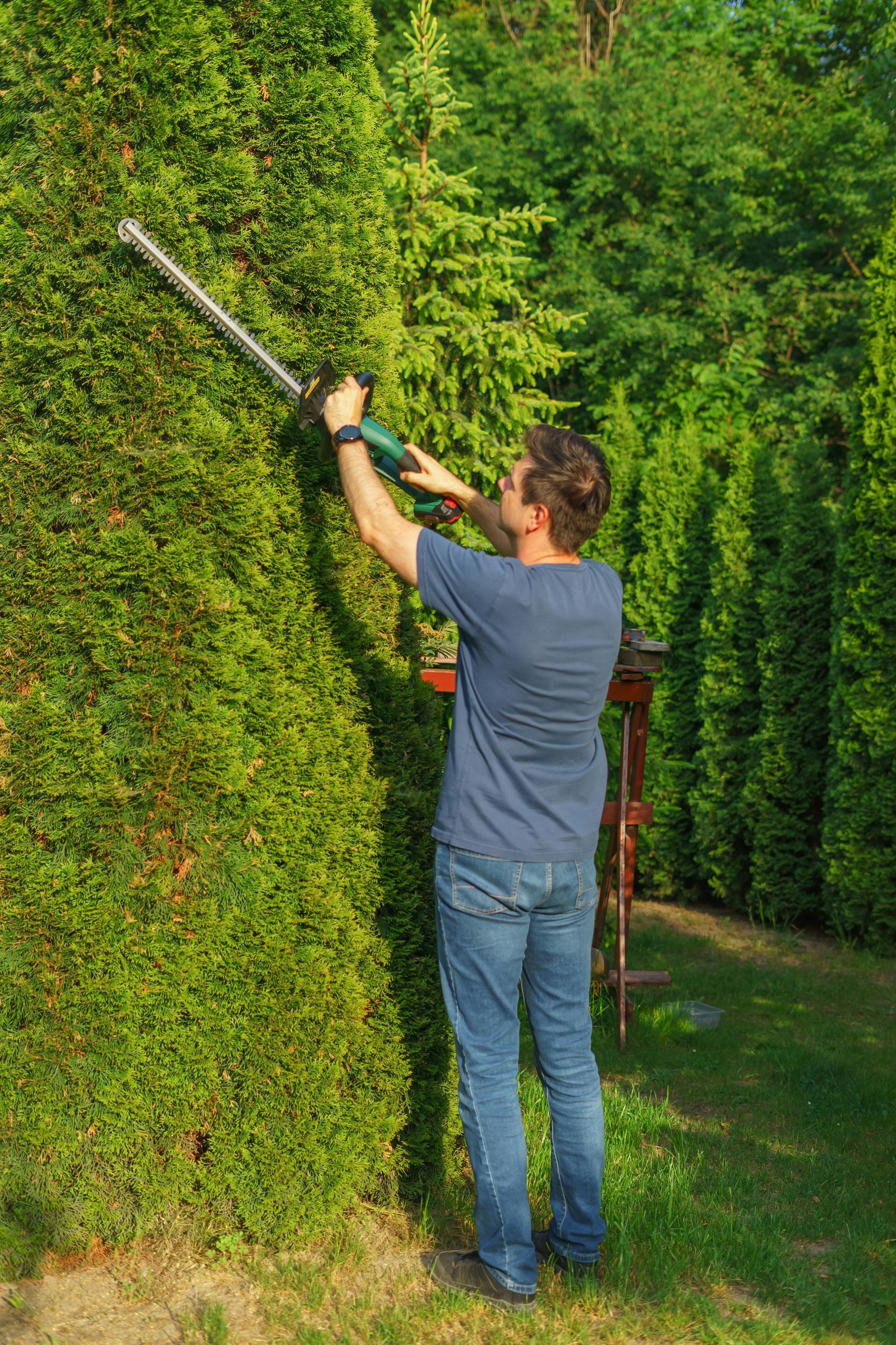 A man is trimming a hedge with a hedge trimmer.