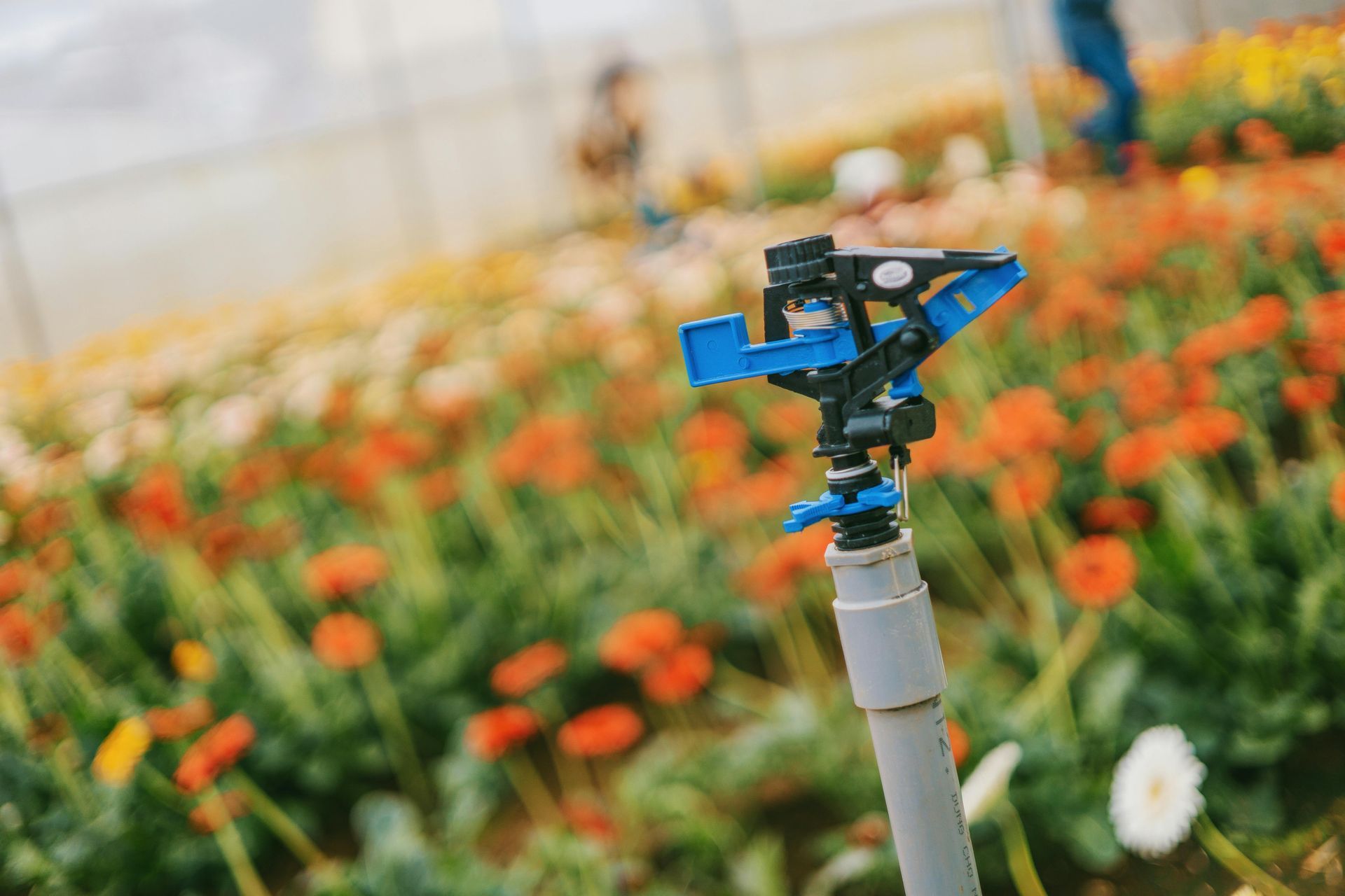 A close up of a sprinkler in a field of flowers.