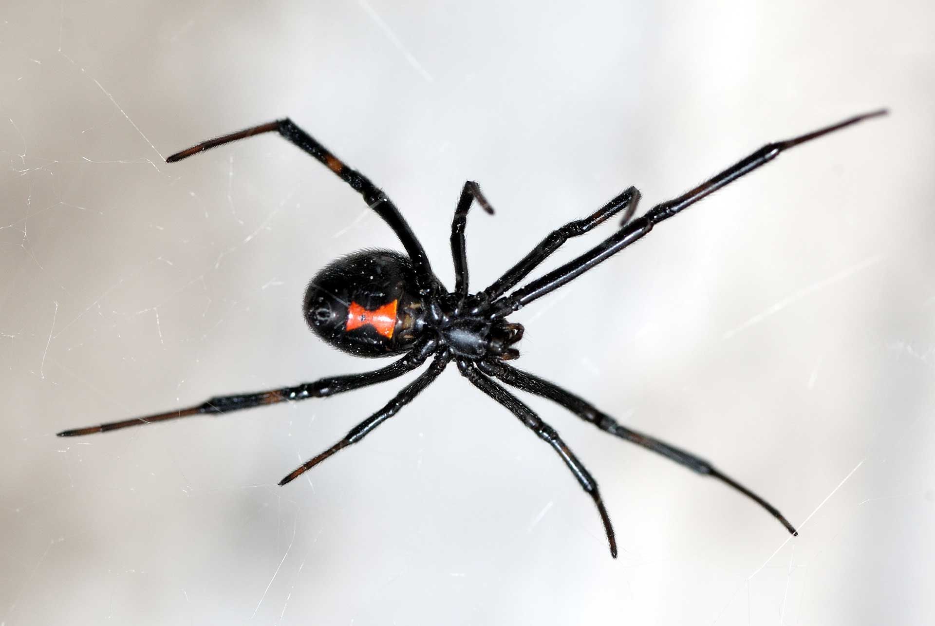Black widow spider with a red hourglass marking on its abdomen, suspended in a web.