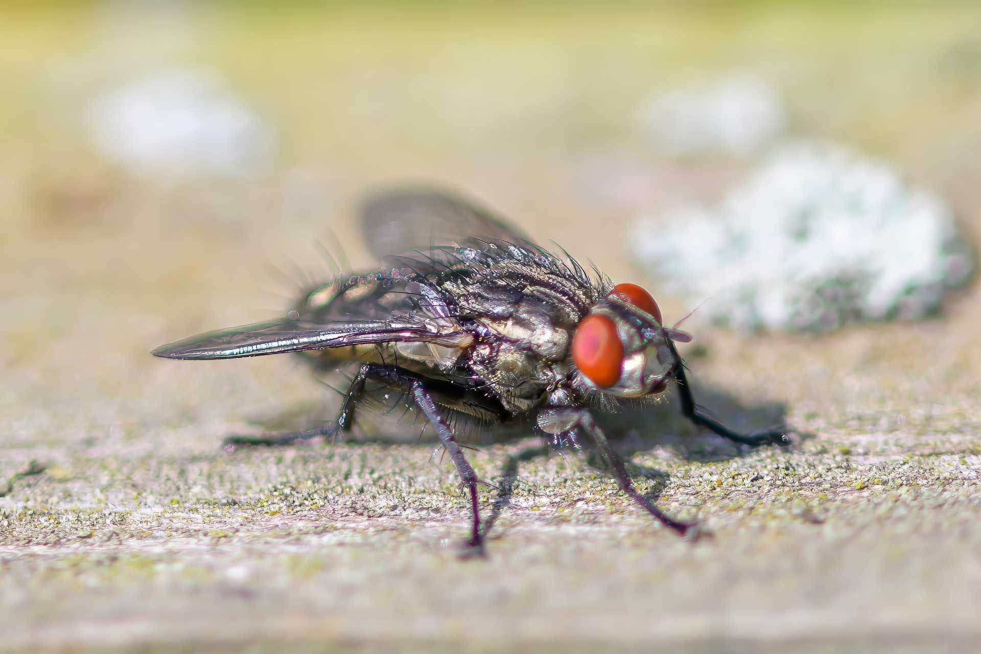 A close-up of a fly with red eyes and translucent wings, resting on a wooden surface.