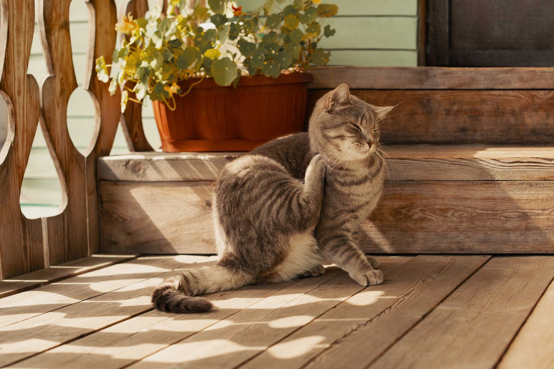 Cat scratching its ear on a wooden porch, with a potted plant and decorative railing.