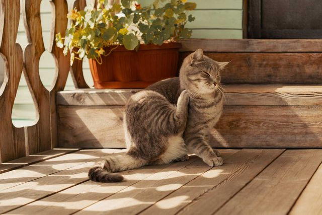 Cat scratching its ear on a wooden porch, with a potted plant and decorative railing.