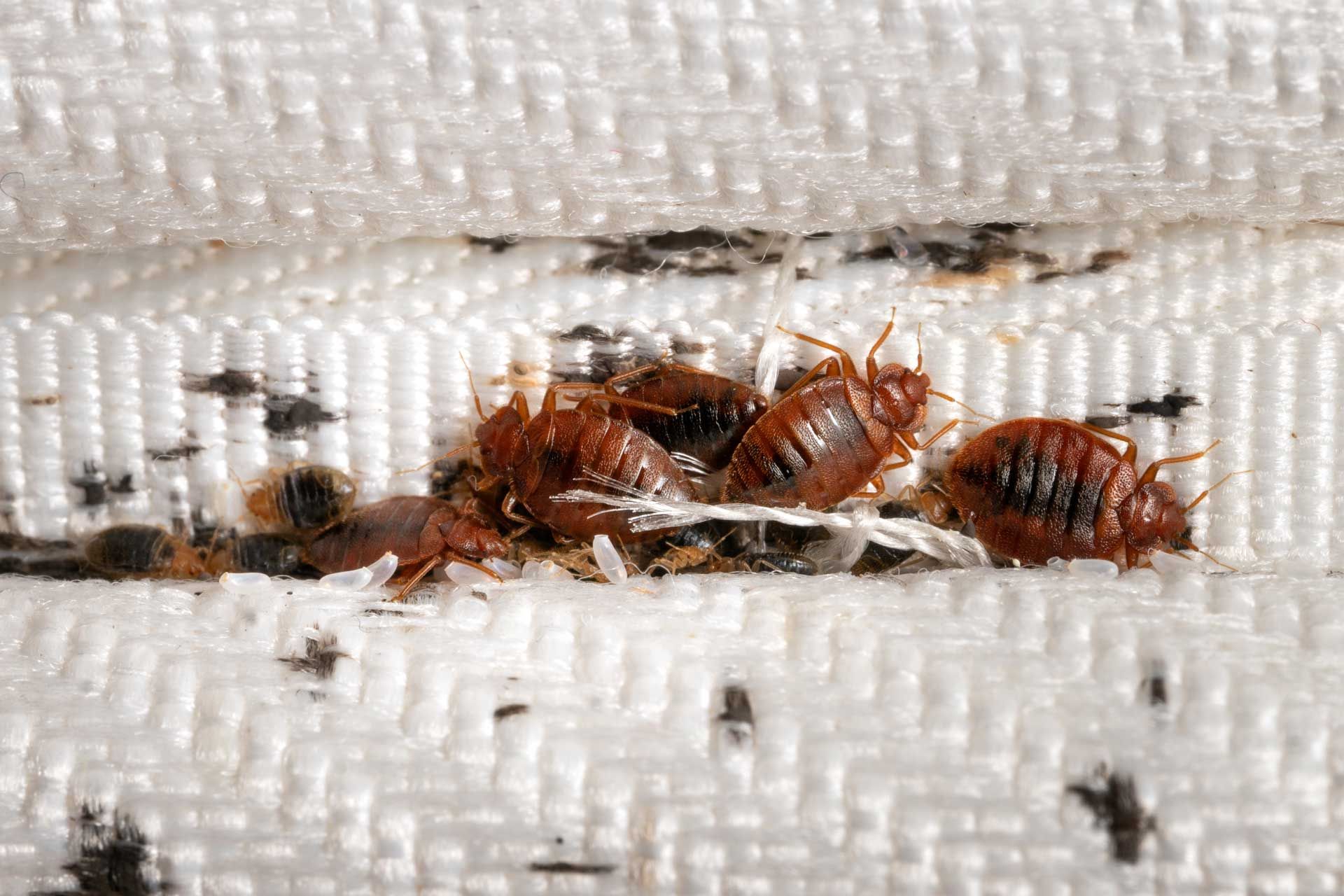 Bed bugs clustered on white fabric with dark speckling. Brown insects and their shed exoskeletons are visible.