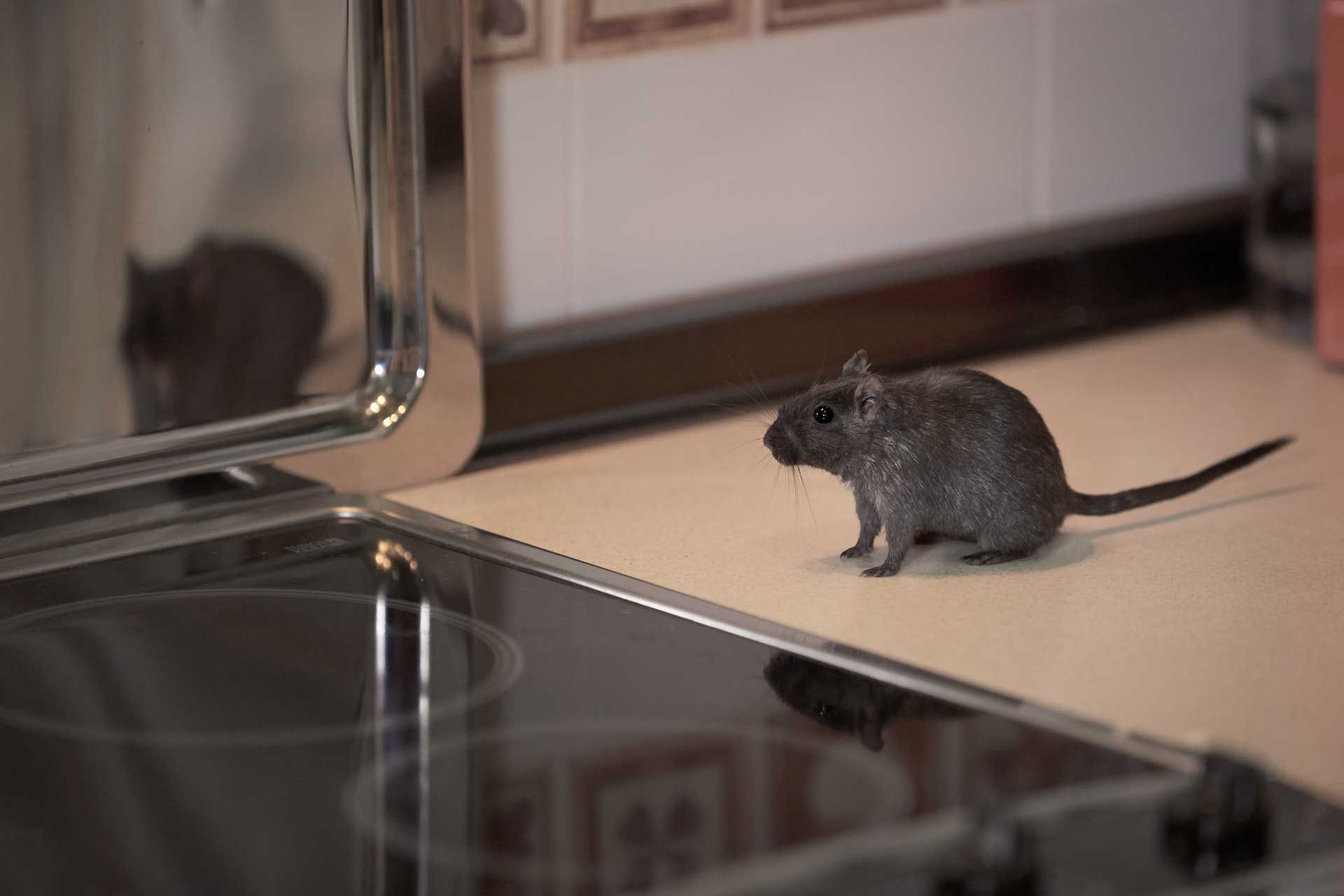 A small, gray rodent on a kitchen countertop, near a stovetop.