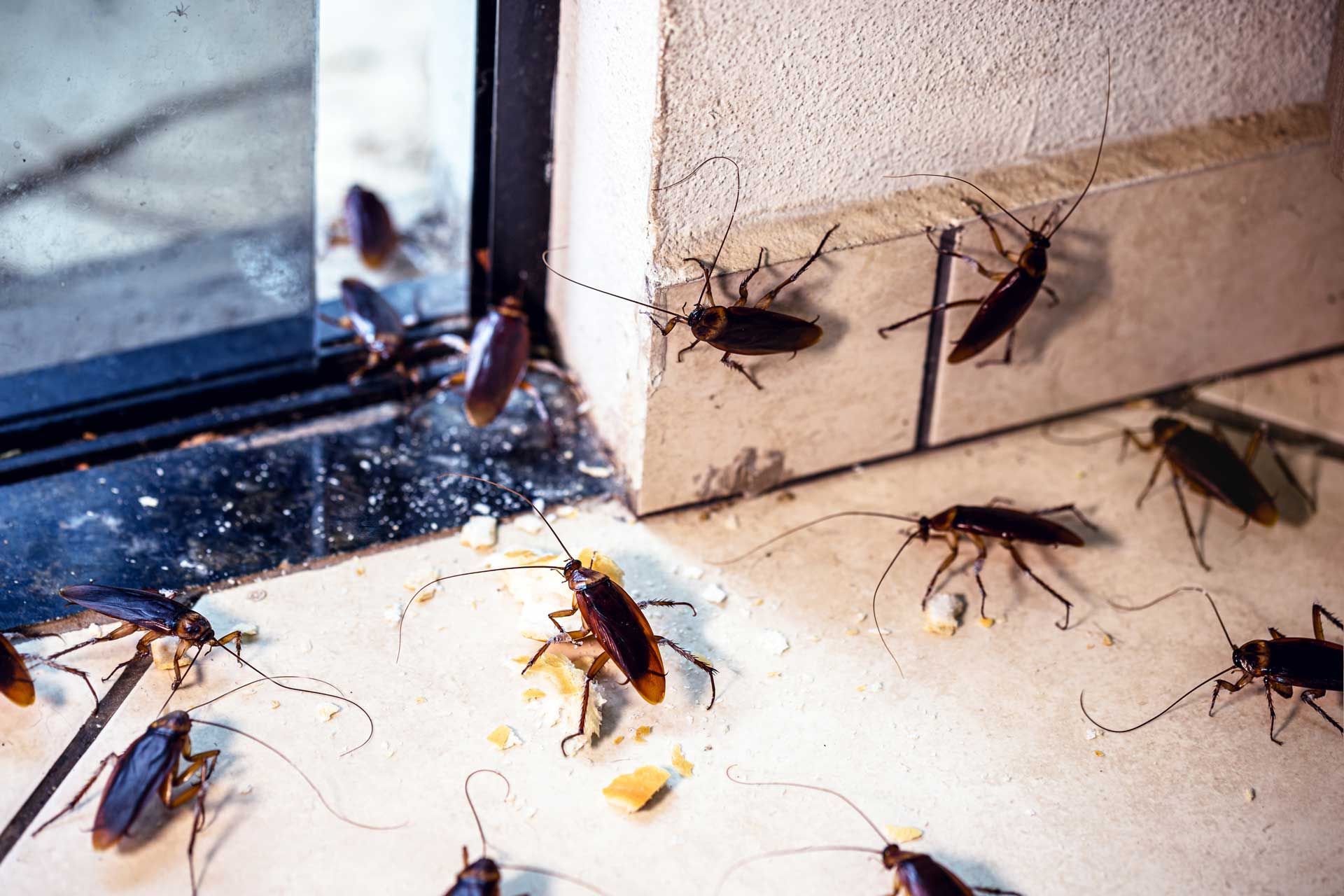 Cockroaches gathered near a white tiled wall and window frame, feasting on crumbs.