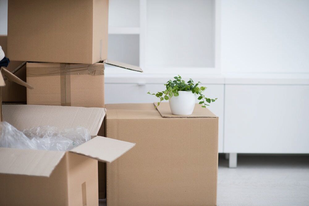 A Potted Plant Is Sitting On Top Of A Stack Of Cardboard Boxes — Newcastle Moving & Storage in Wallsend, NSW