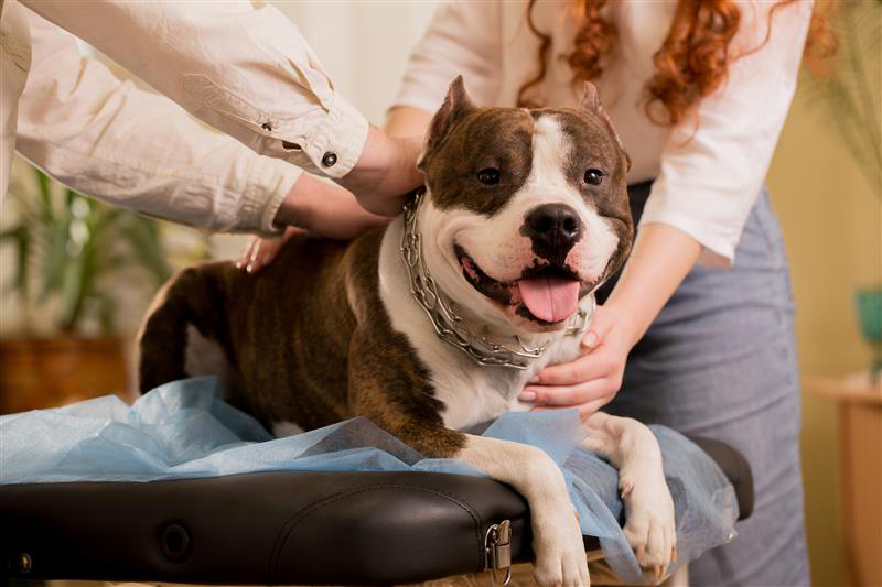 Pit bull on examination table, being examined by two people; smiling.