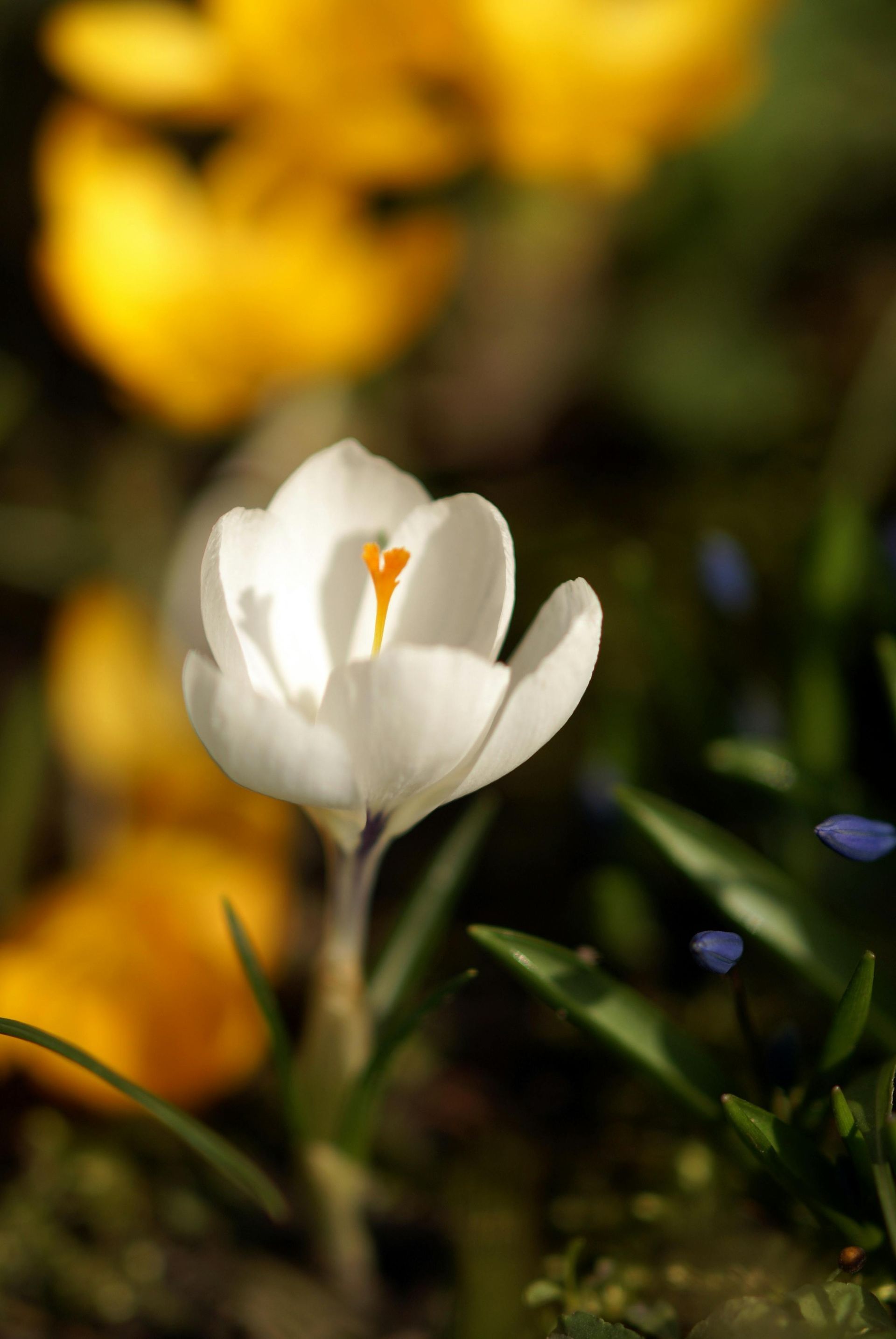 White crocus flower blooms, yellow flowers and blue buds in soft focus background.