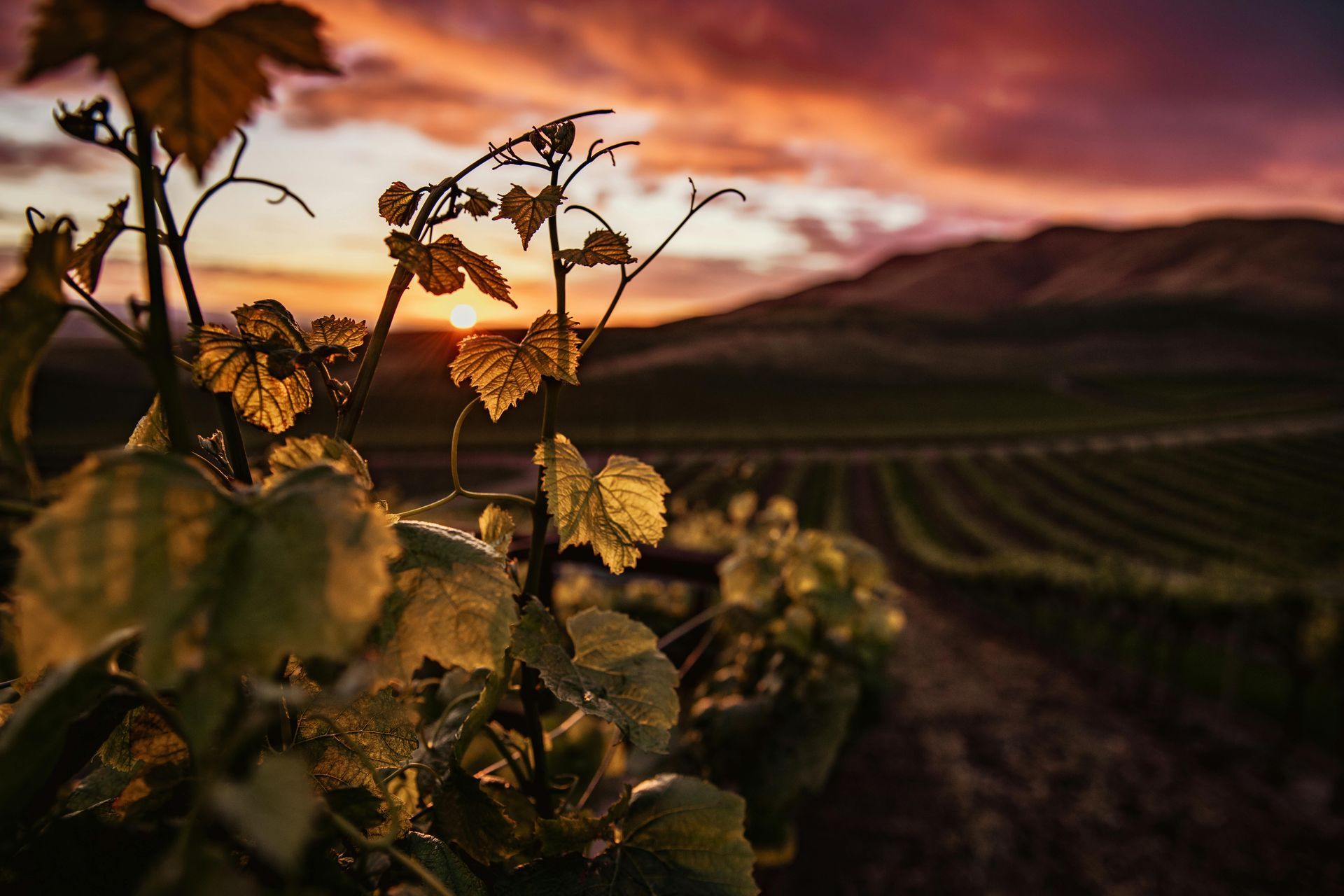 A vineyard with a sunset in the background and a bunch of leaves in the foreground.