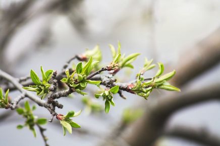 A close up of a tree branch with green leaves and buds.