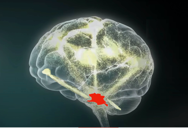 A computer generated image of a human brain with a red spot in the middle.