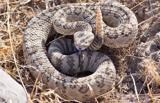 A rattlesnake is curled up in the grass.