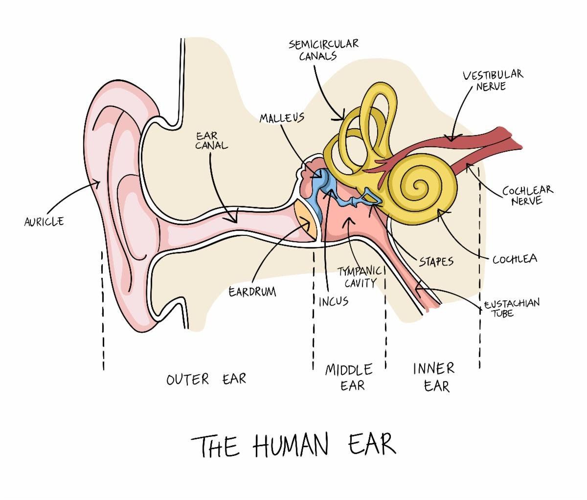 A diagram of the human ear shows the outer ear middle ear and inner ear