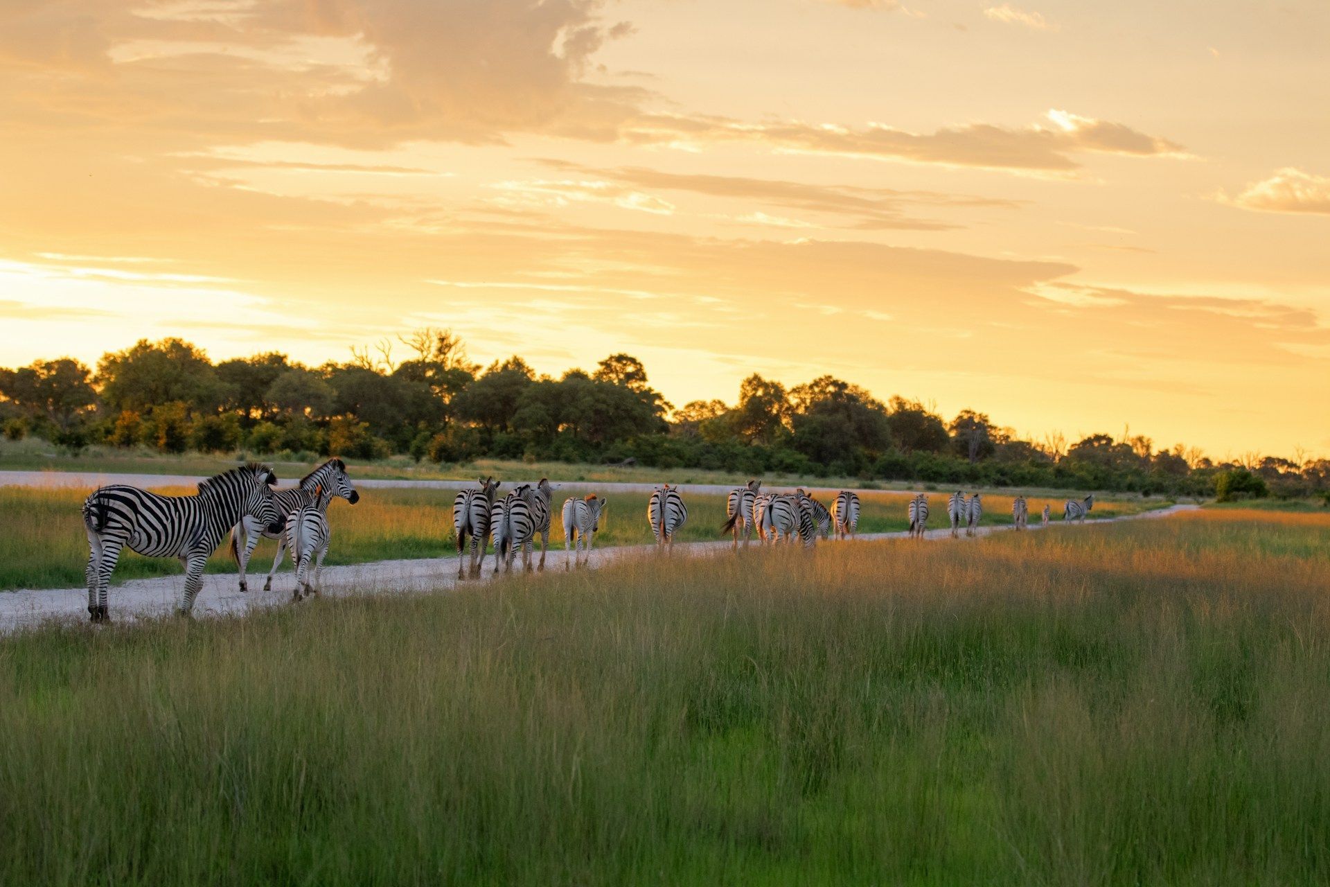 A herd of zebras walking along a dirt path in a grassy savanna under a warm, golden sunset sky.