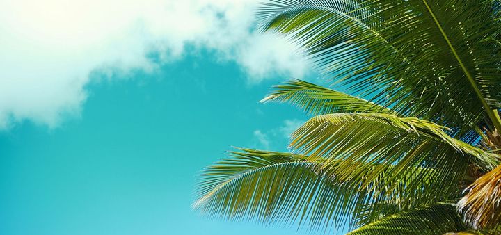 A palm tree against a blue sky with clouds