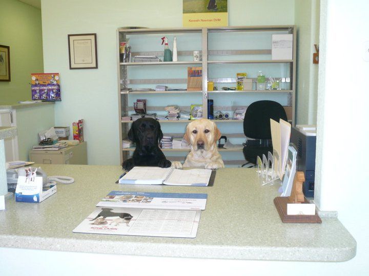 Two dogs are sitting at a counter in a veterinary office