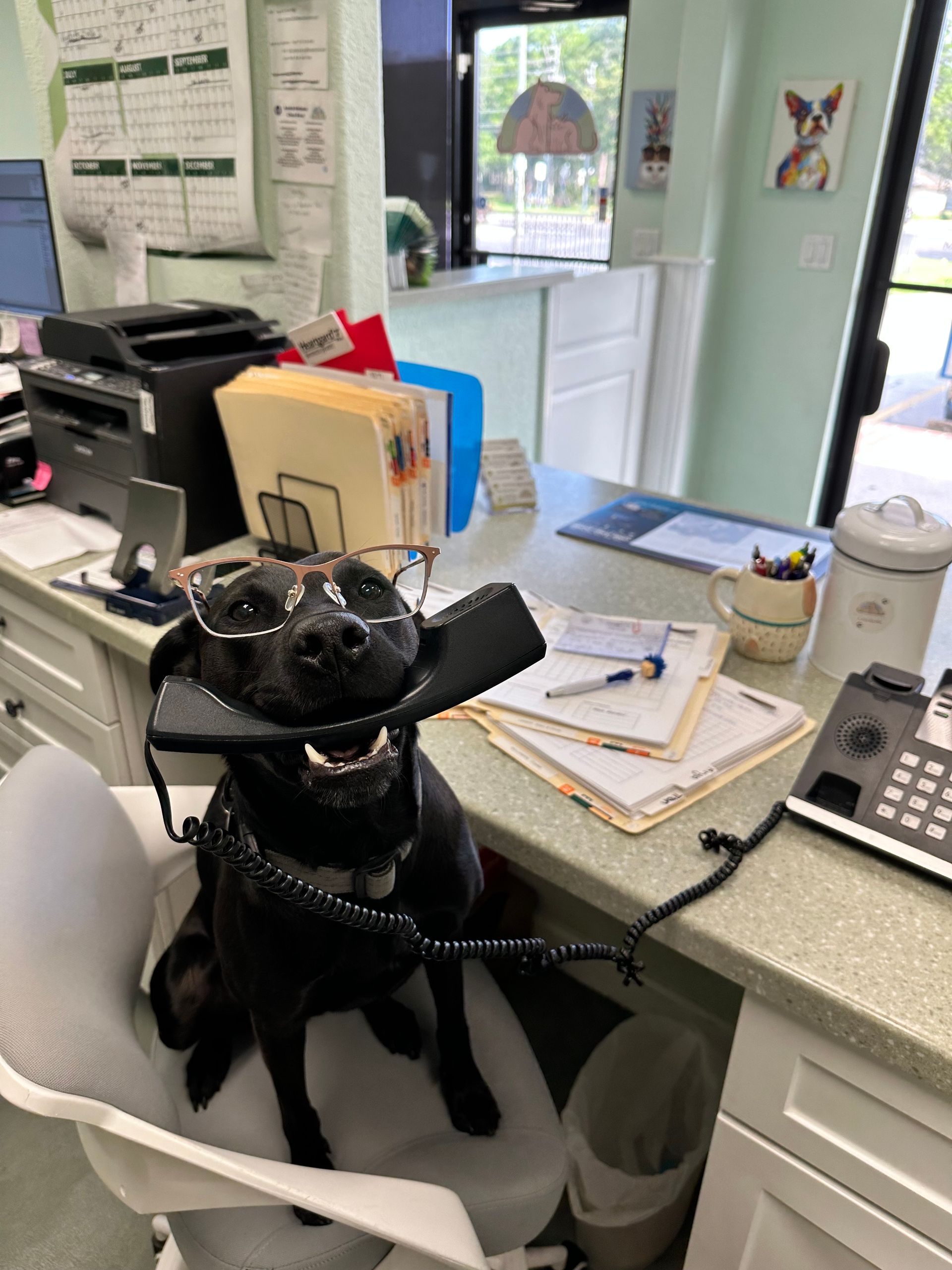 A black dog wearing glasses is sitting on a desk.