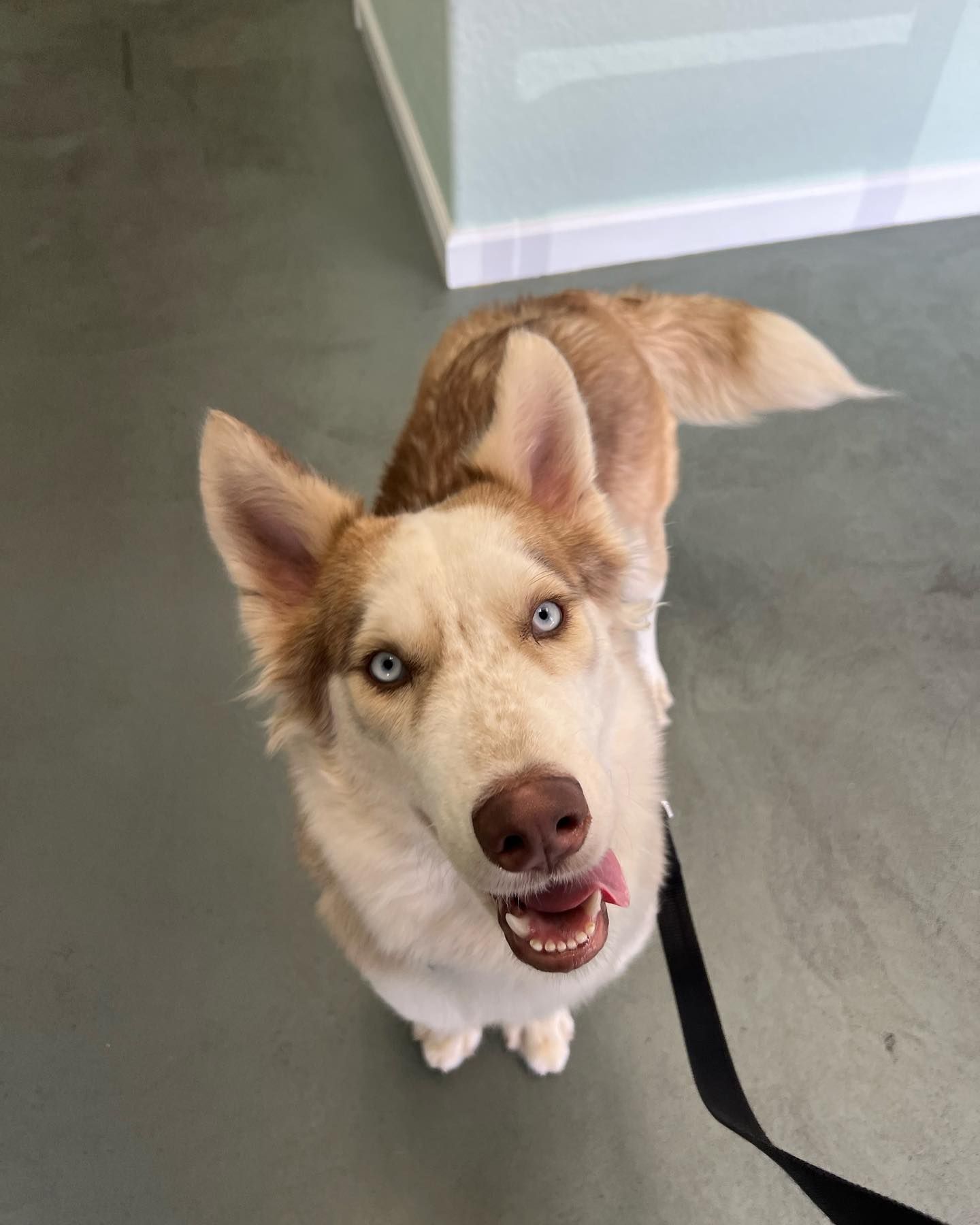 A brown and white dog on a leash looking up at the camera