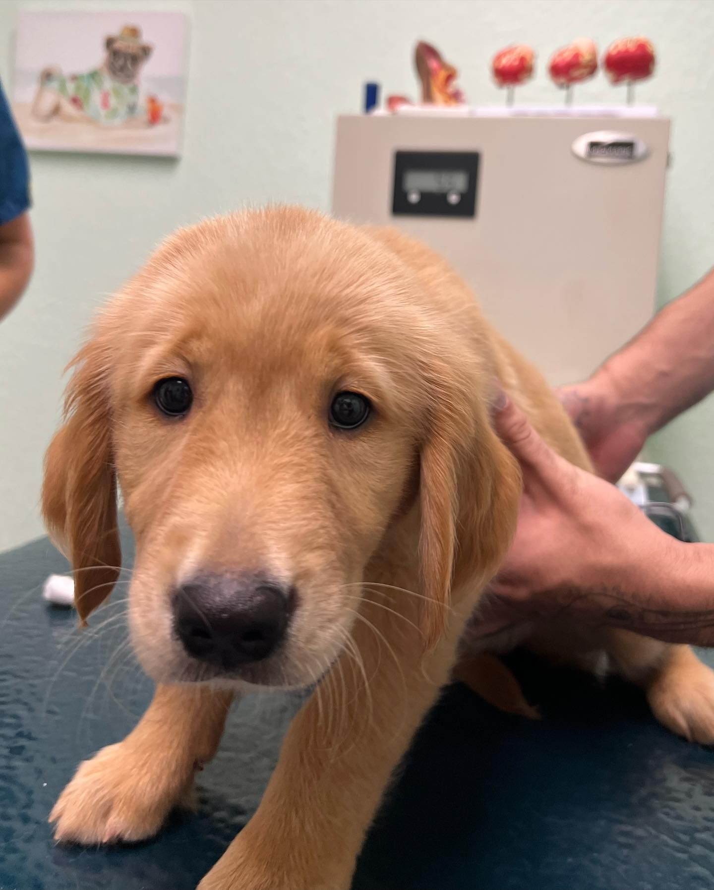 A brown and white dog on a leash looking up at the camera