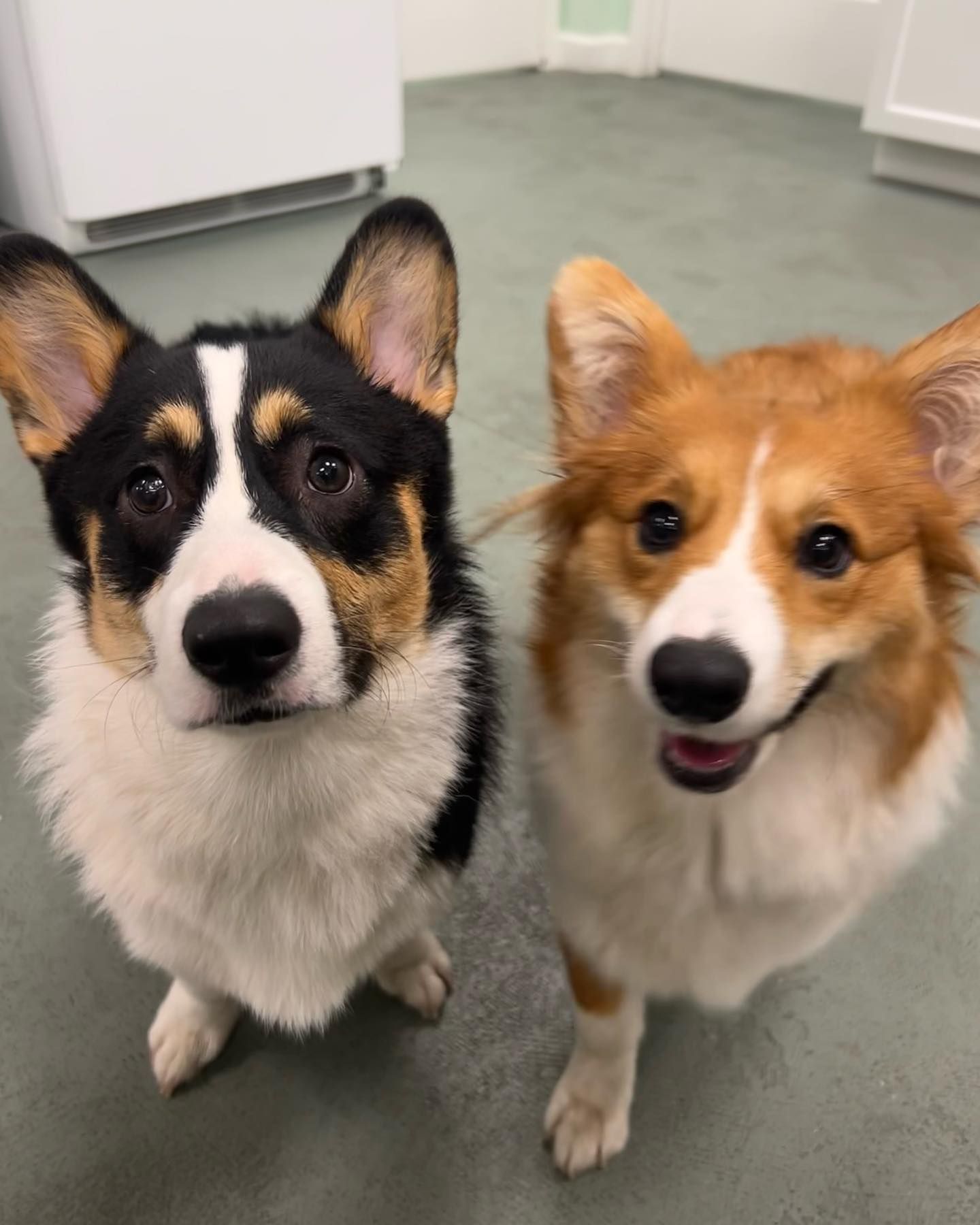 Two corgi dogs are standing next to each other and looking at the camera
