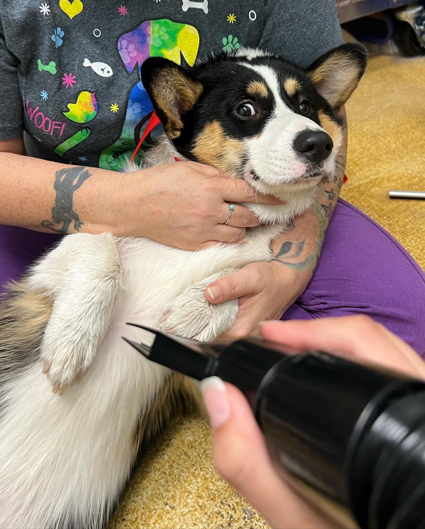 A black and white dog is being groomed by a person.