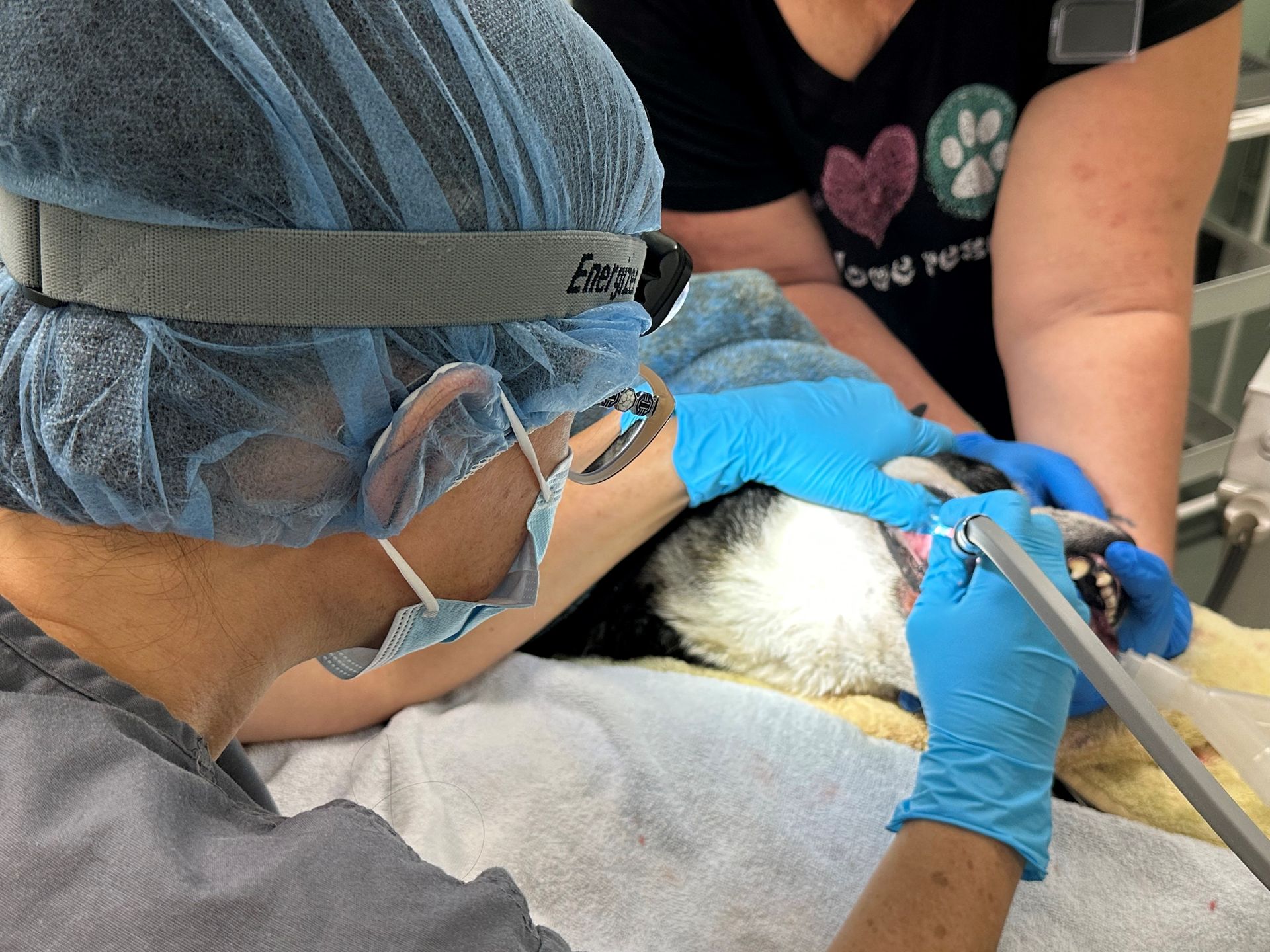 A vet is cleaning a dog's teeth with a tool.