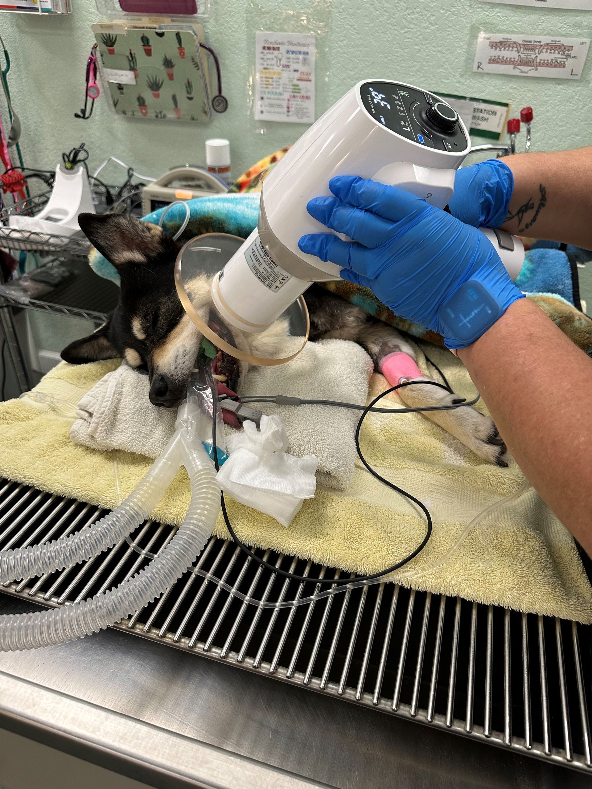 A veterinarian is examining a dog in an operating room.