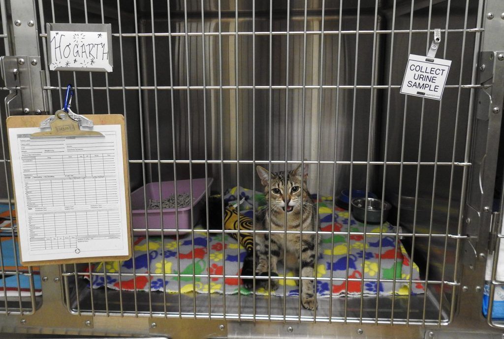 A cat is sitting in a cage with a sign that says hobarty