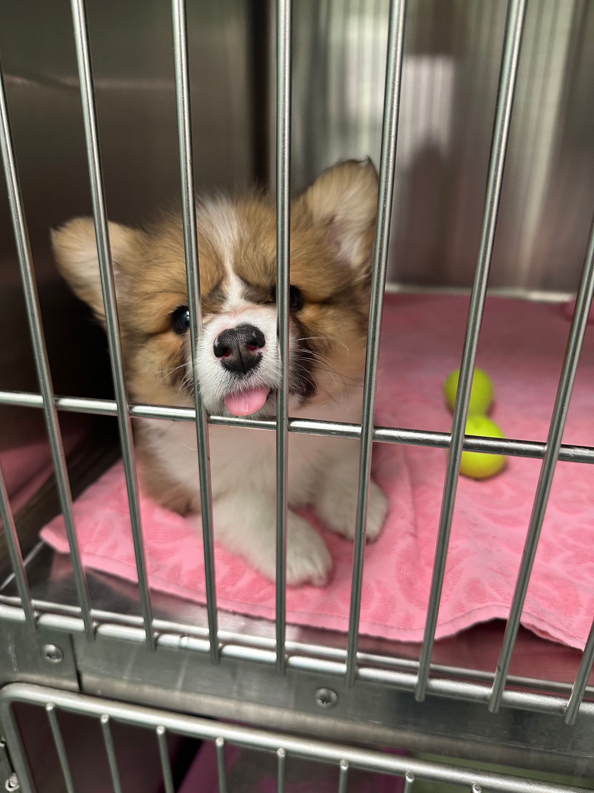 A brown and white puppy is sitting in a cage with its tongue out.