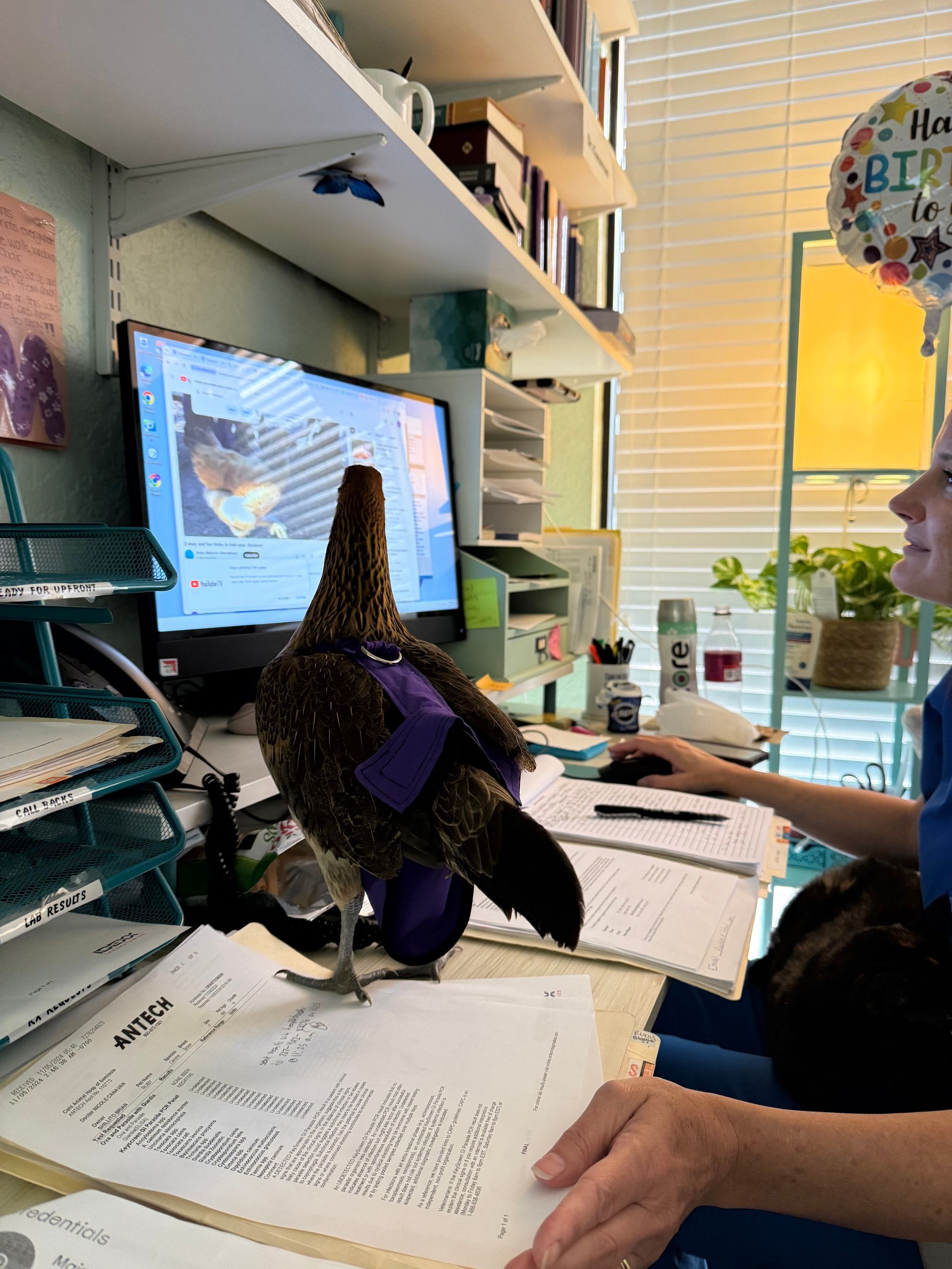 A woman is sitting at a desk with a bird on it.
