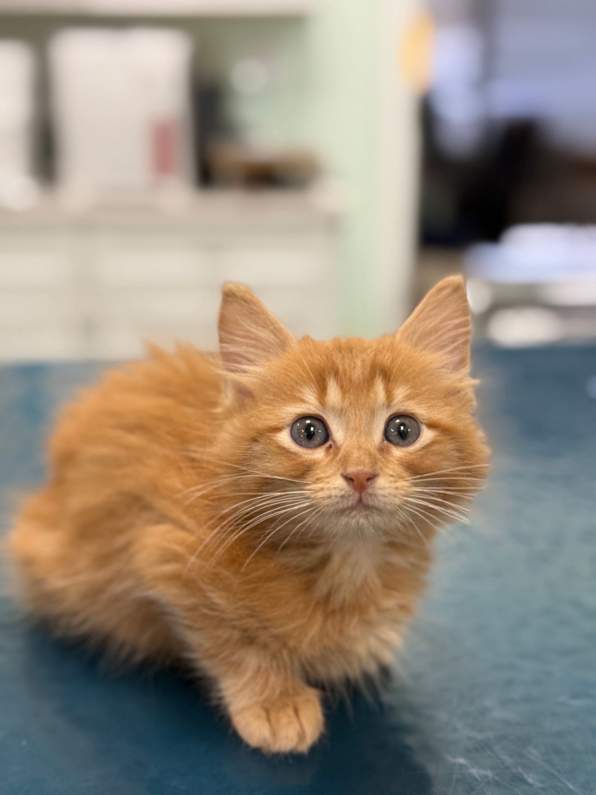 A small orange kitten is sitting on a table and looking at the camera.