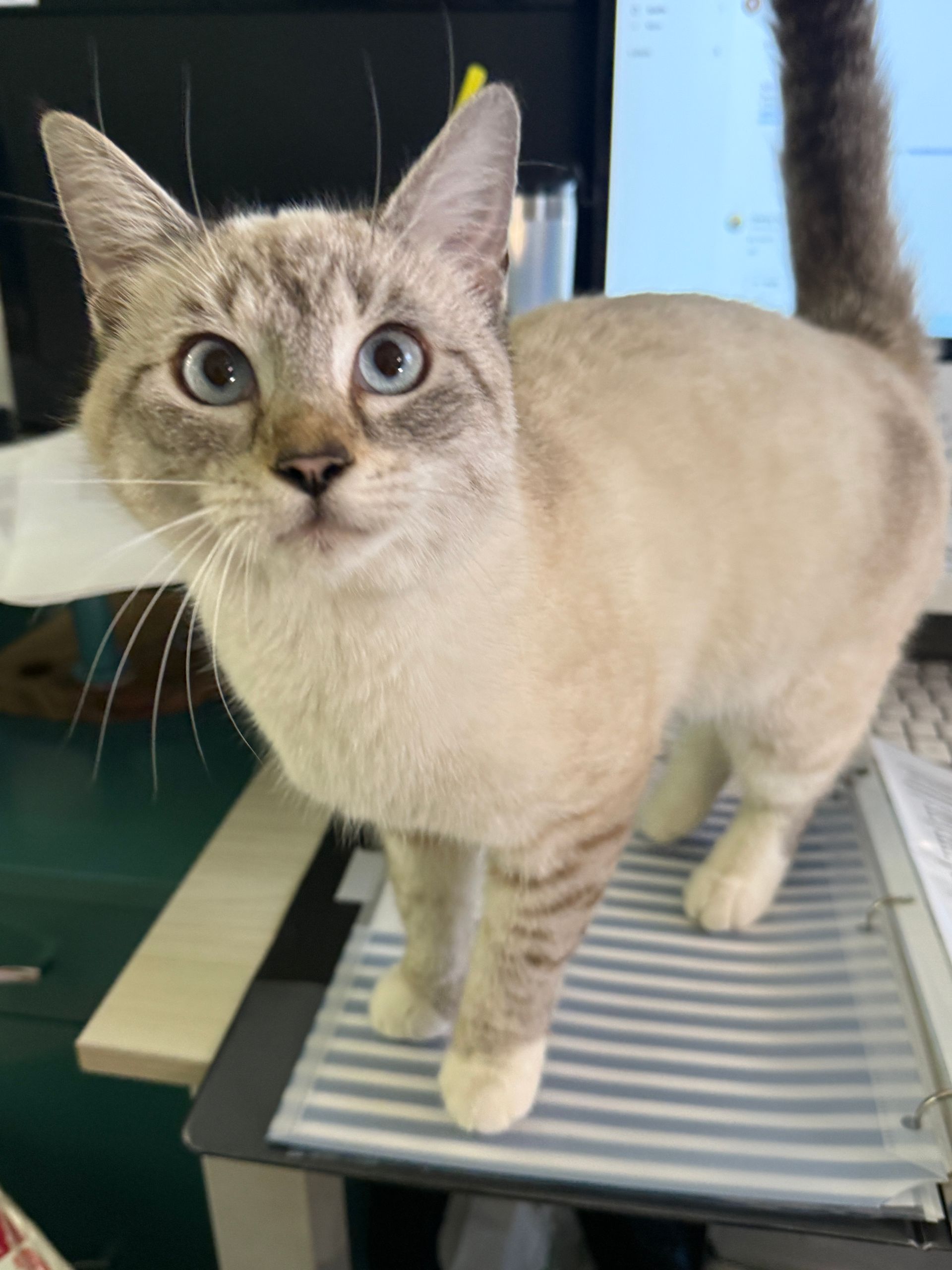 A cat is standing on top of a desk and looking at the camera.