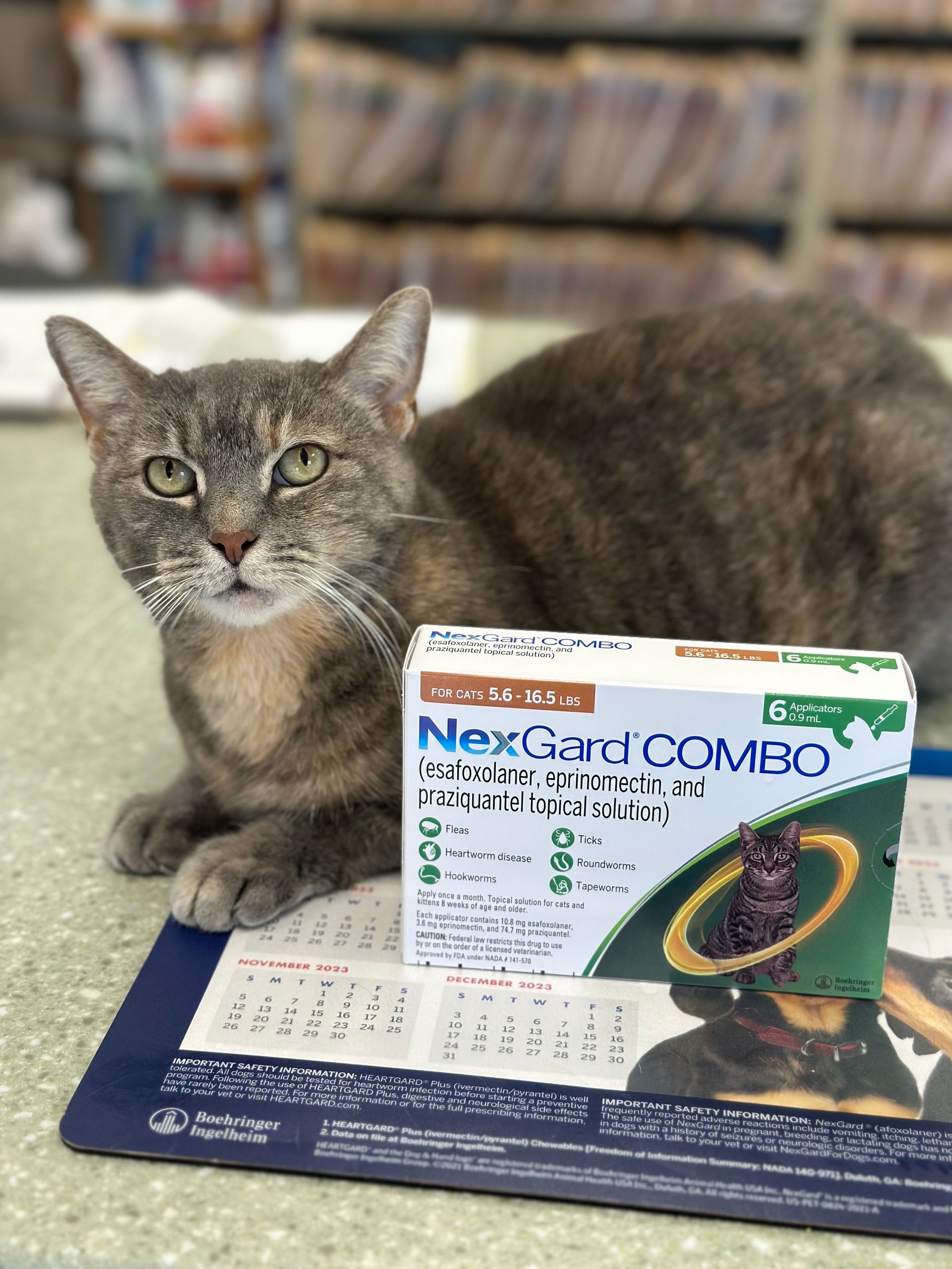 A cat is laying on a desk next to a box of nexgard combo.
