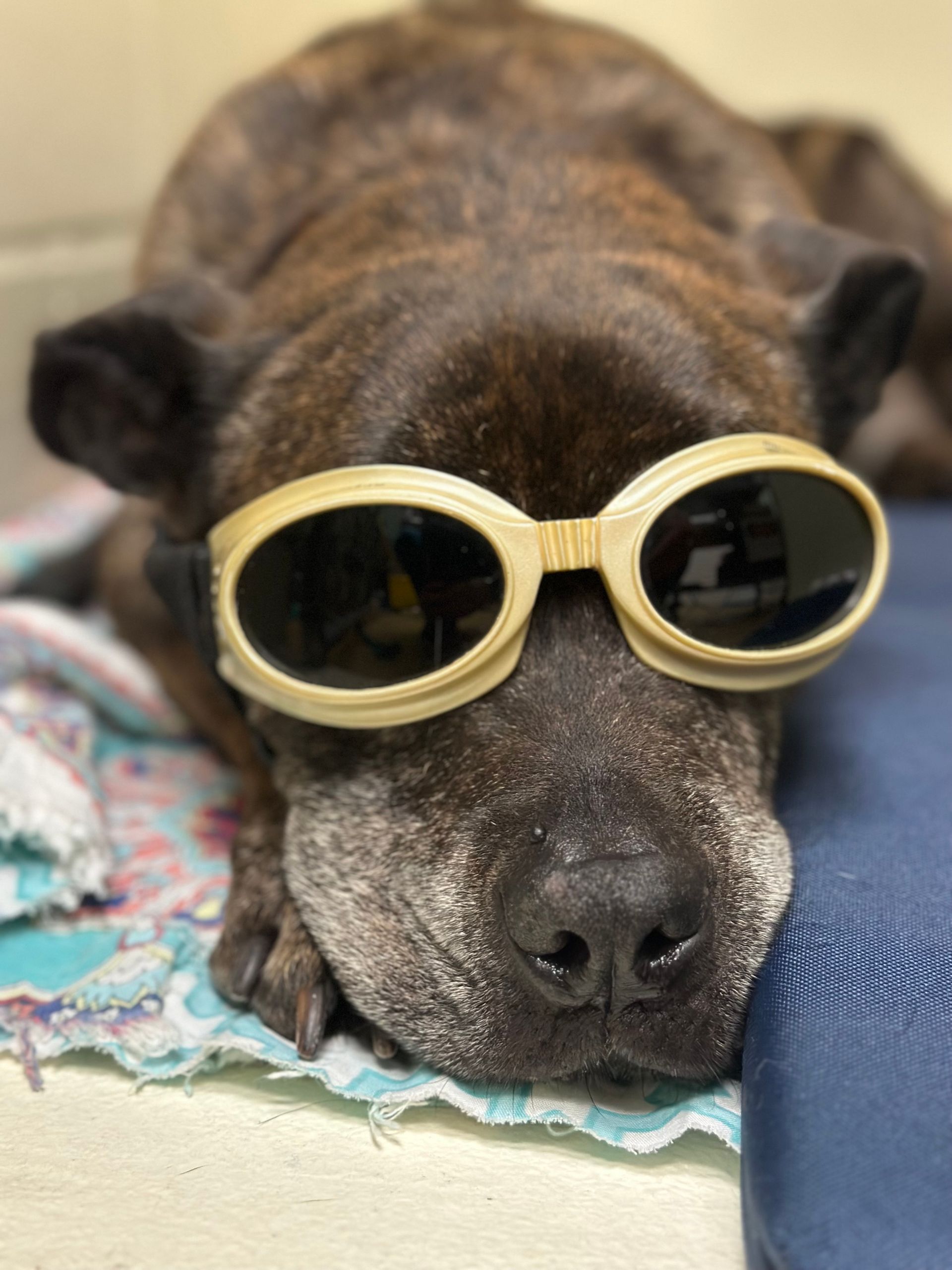 A dog wearing sunglasses is laying on a blanket.