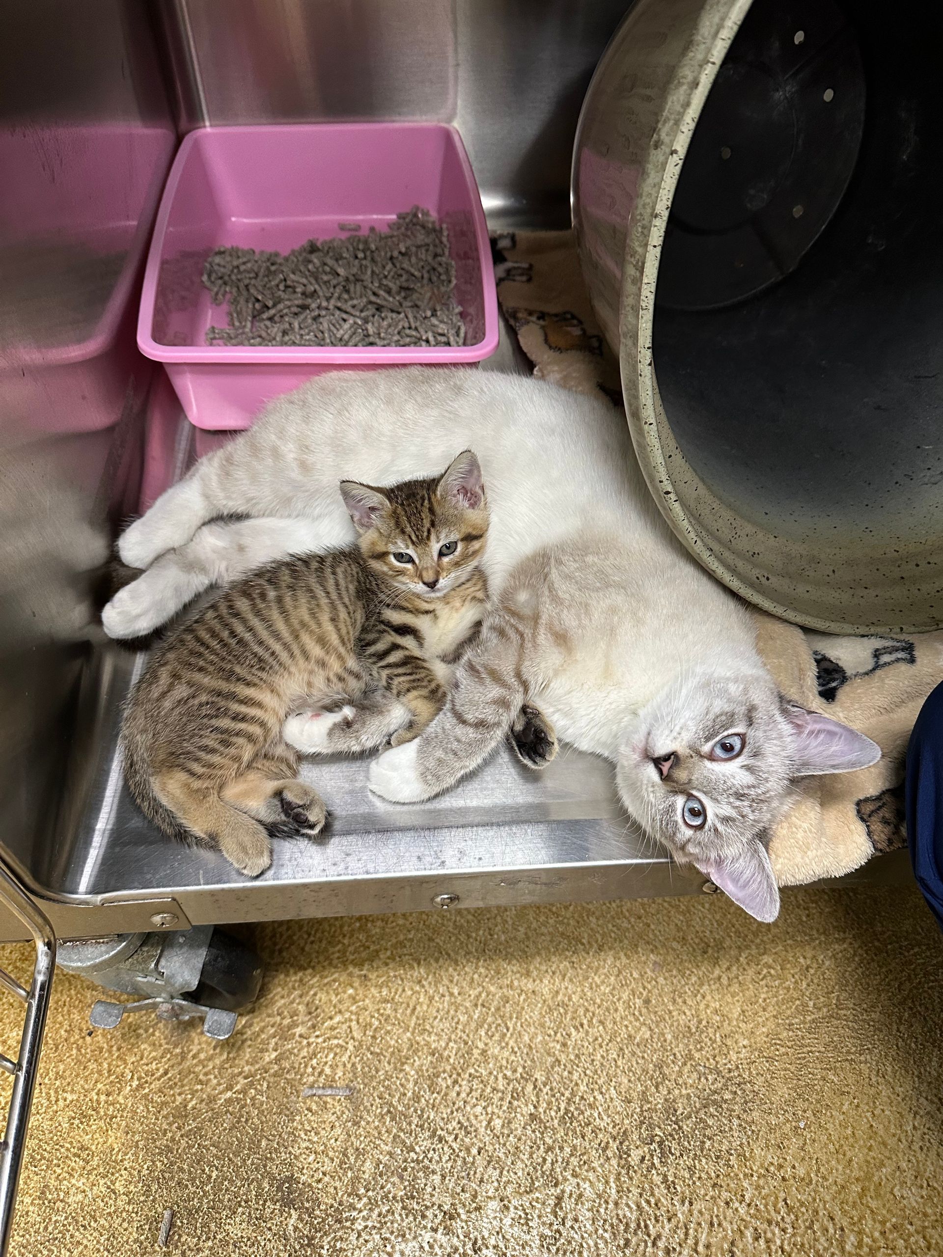 Three kittens are laying on a metal tray next to a pink litter box.
