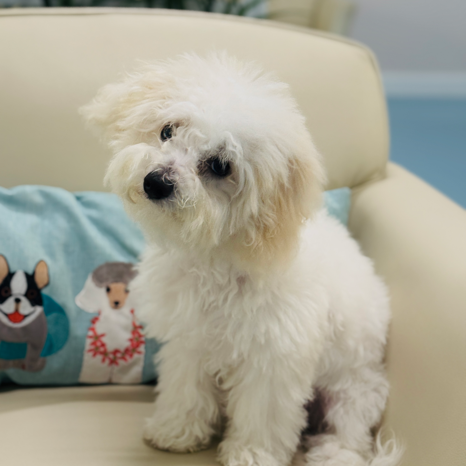 A group of people are posing for a picture with their dogs.