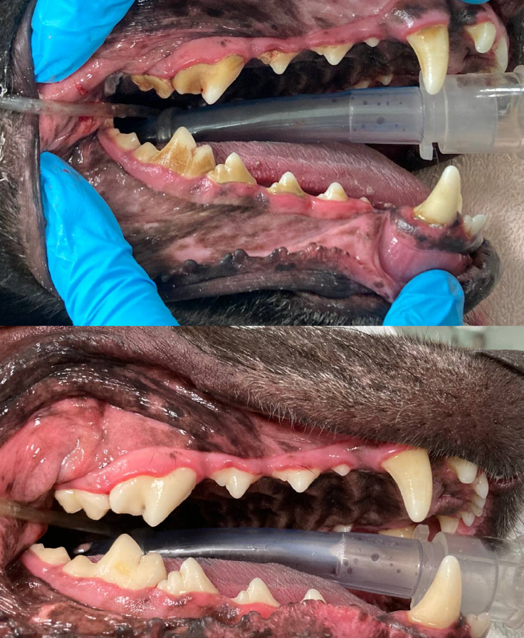 A before and after picture of a dog 's teeth