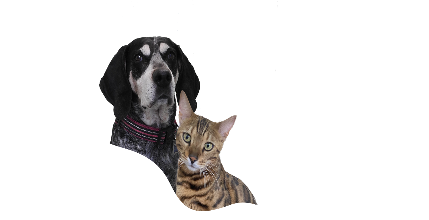 A dog and a cat are standing next to each other on a white background.