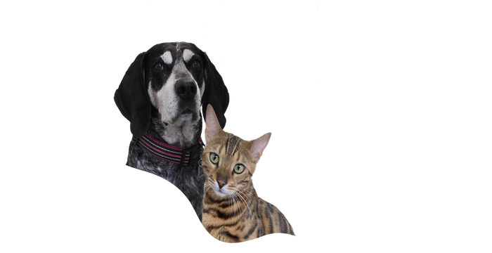A dog and a cat are standing next to each other on a white background.