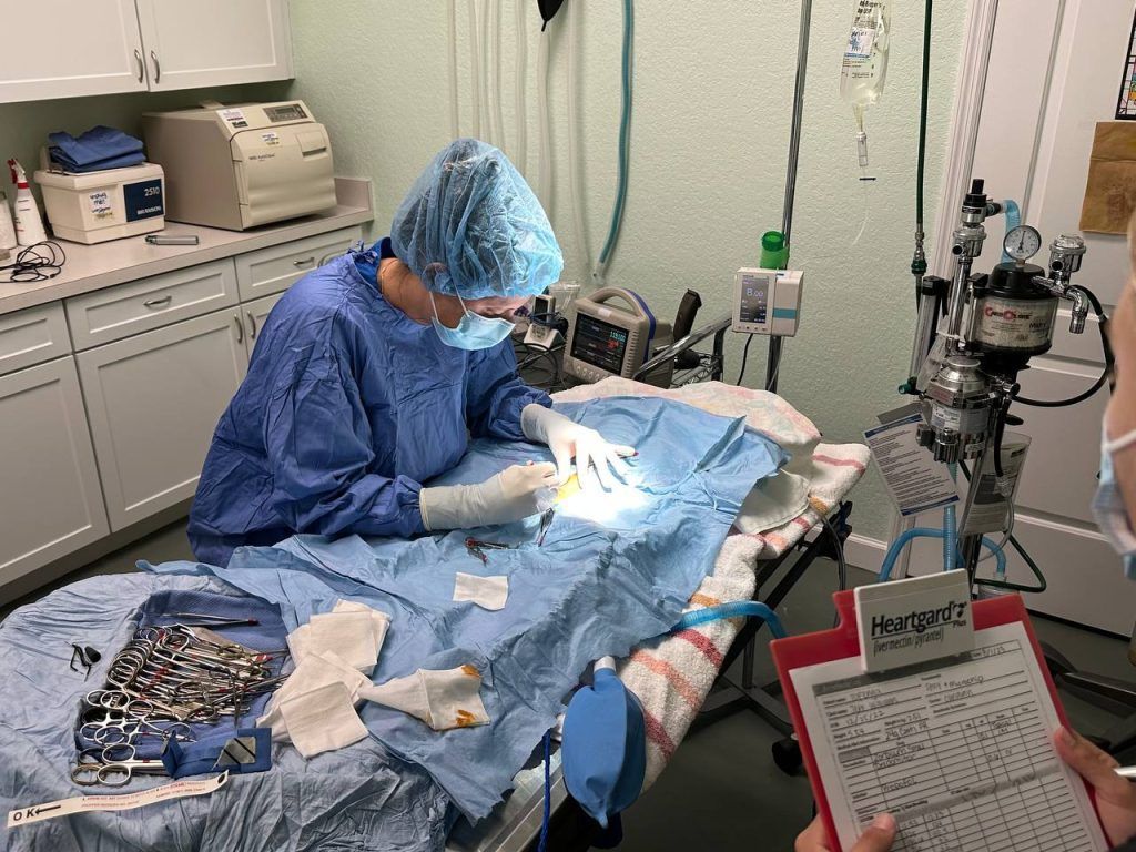 A surgeon is operating on a dog in an operating room while a person holds a clipboard.