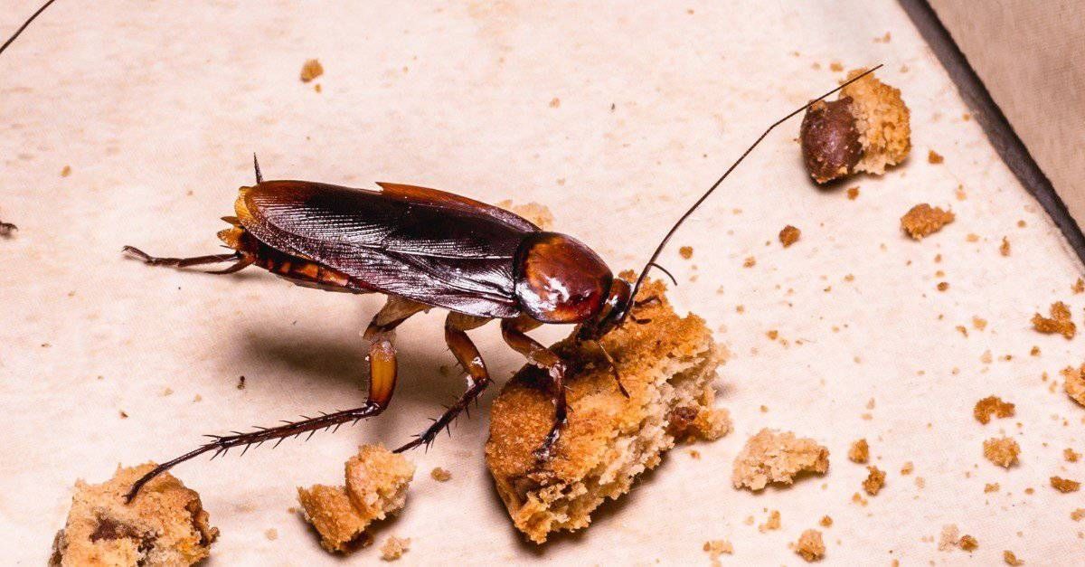 Cockroach eating a piece of cookie on a light-colored surface.