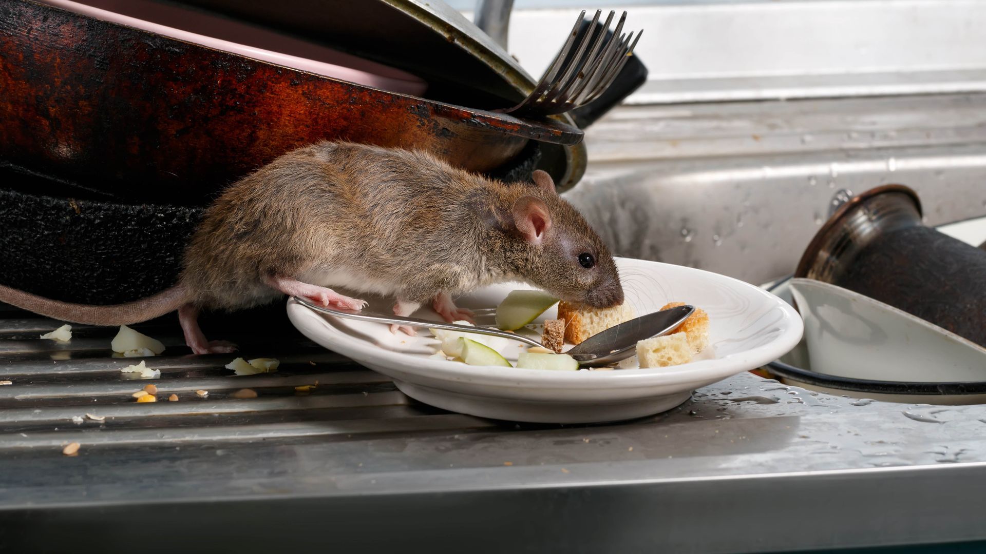 Rat eating food scraps in a dirty kitchen sink with dirty dishes.
