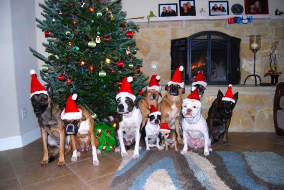 Pack of dogs wearing santa hat - Bastrop, TX - K9 Mastery