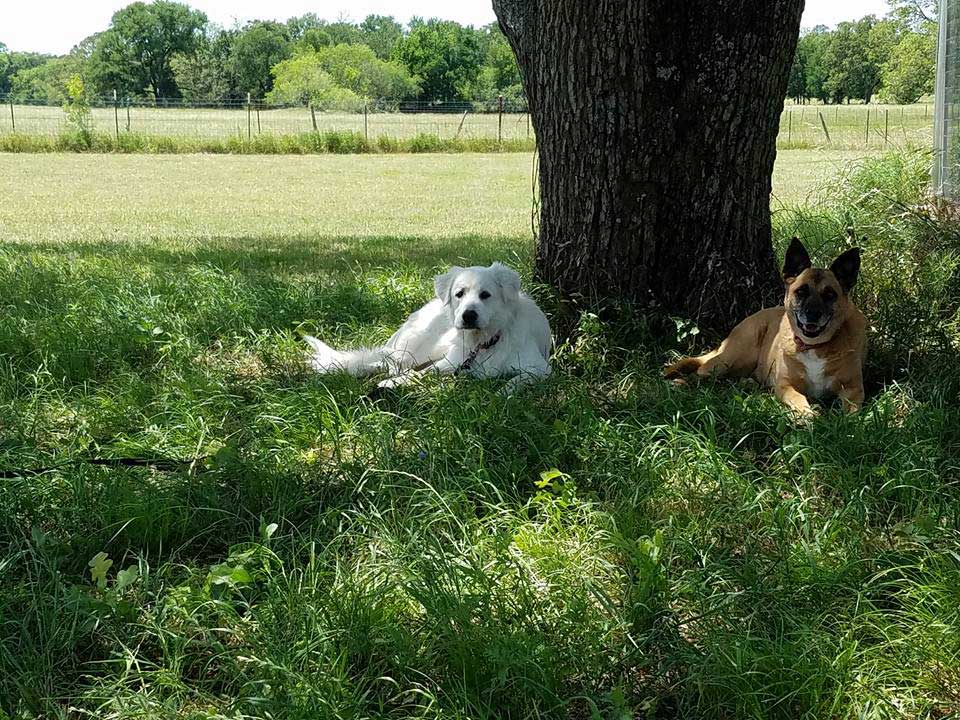 Happy and active purebred dog outdoors in the grass on a sunny summer day. - Bastrop, TX - K9 Mastery