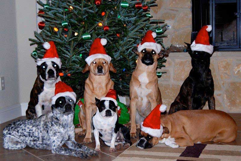 Pack of dogs wearing santa hat - Bastrop, TX - K9 Mastery