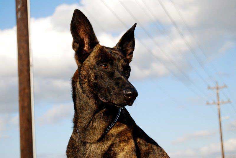 Close-up of the dog face against the sky - Bastrop, TX - K9 Mastery