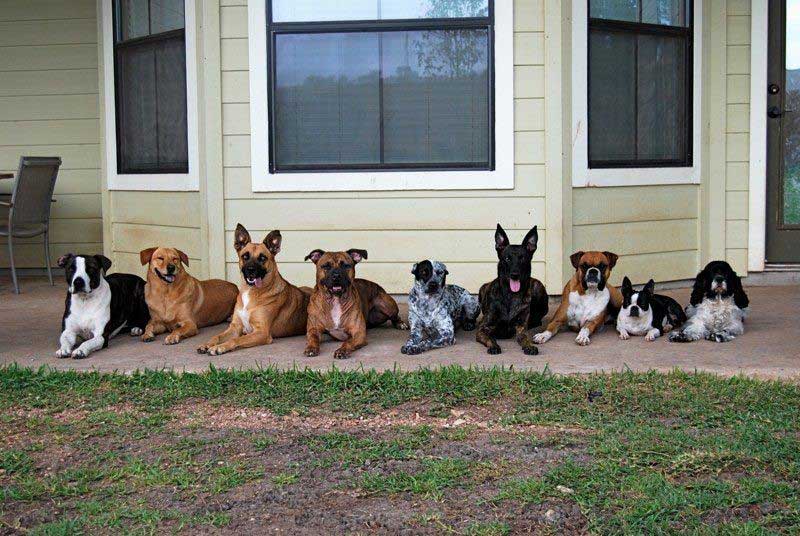 Pack of dogs sitting outside the house - Bastrop, TX - K9 Mastery